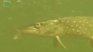 Пресный водоем. Пресноводные рыбы