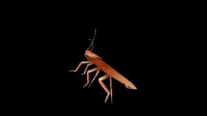 Таракан танцует под человек яйца 10 часов