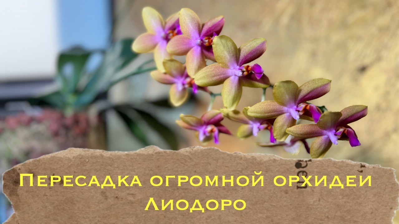 #Phal. Liodoro Пересадка большой взрослой цветущей орхидеи 🤞🏻#уходзаорхидеями #orchid смотреть онлайн