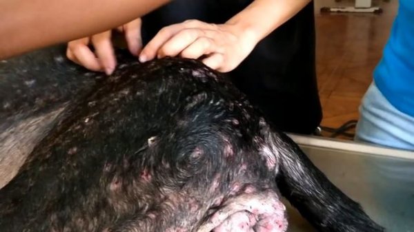 Monday morning Mangoworms