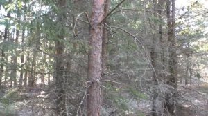 Только зашли в лес  А ТУТ ГРИБЫ БОРОВИКИ! Белые грибы в лесу!