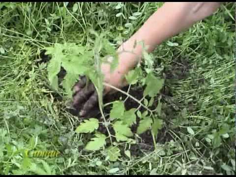 весна 9 смотреть онлайн