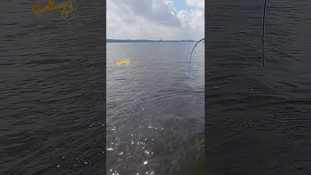 Вот это жерех смотреть онлайн