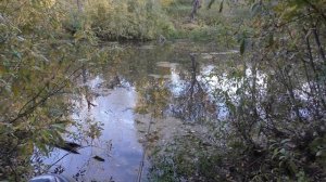 НАПАЛИ НА КУЧУ ГРИБОВ! ВОТ ТАК ПОГУЛЯЛИ С СОБАКОЙ! ГРИБЫ в ЯБЛОЧНОМ САДУ!