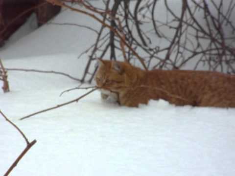 Людвиг! Снежные ванны! Kittens Bathe In Snow