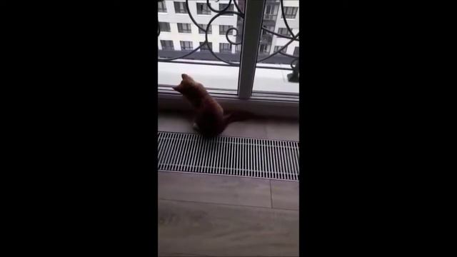 Рыжий котенок ловит муху смотреть онлайн