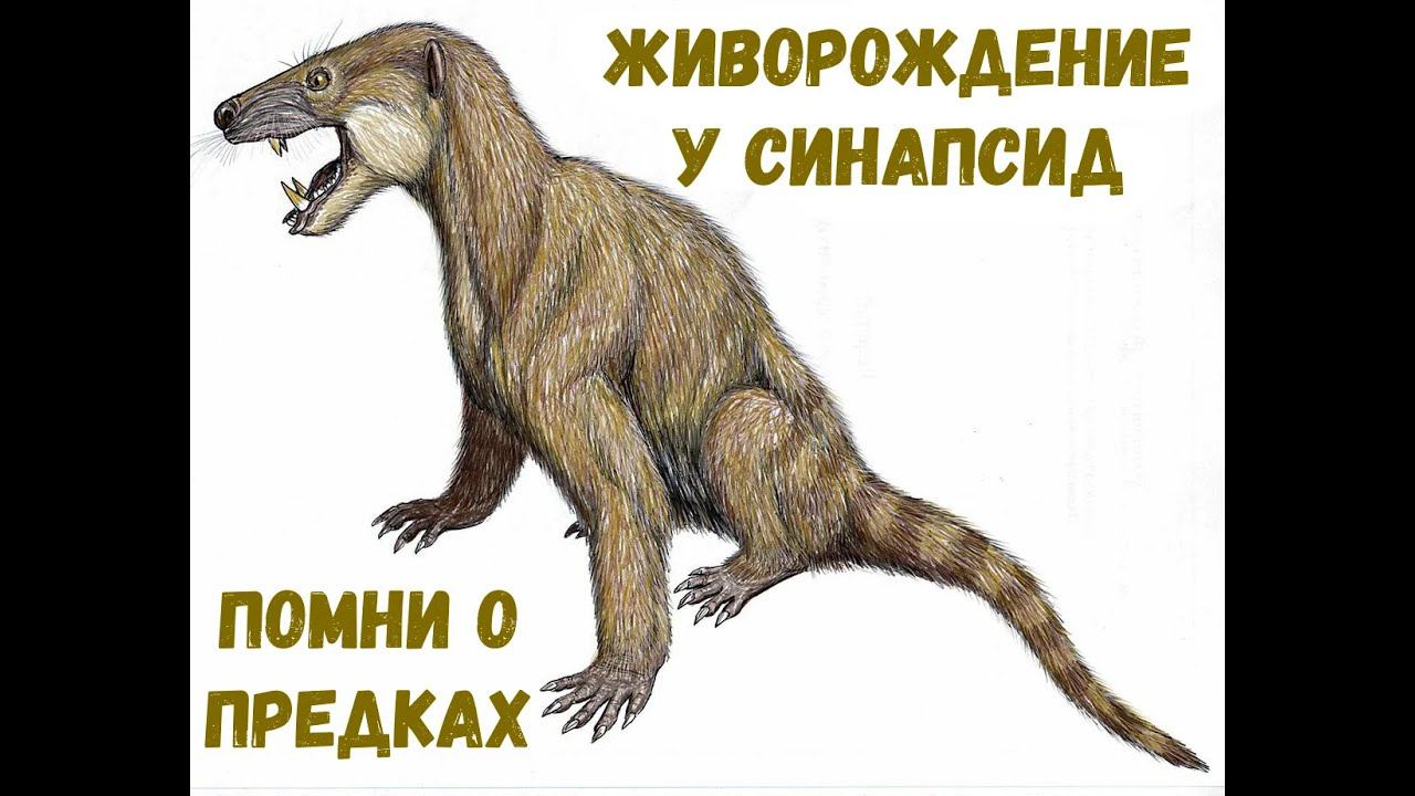 Живорождение у синапсид. Помни о предках смотреть онлайн