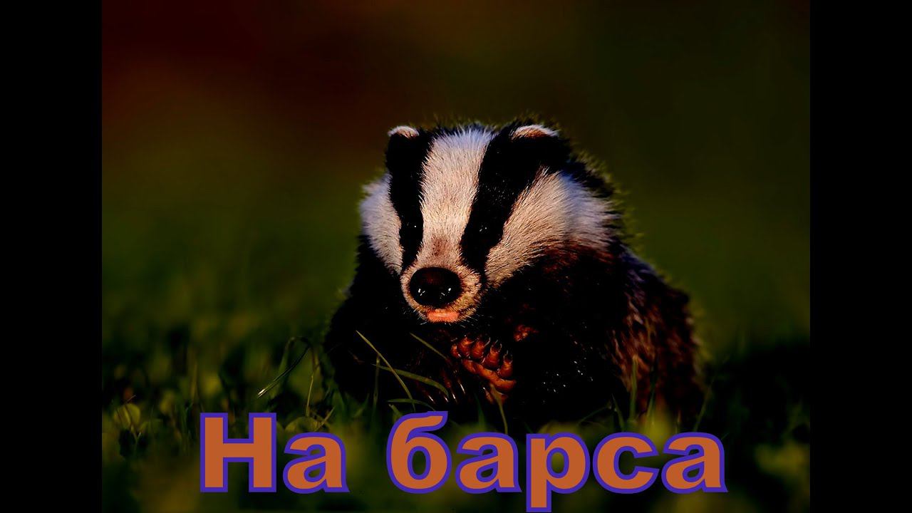 На барса смотреть онлайн