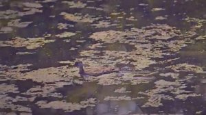 Биртман - Маманя