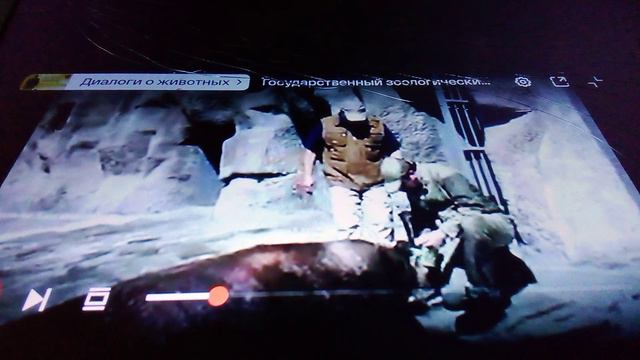 Старый и огромный морж Инормин. Зоопарк Ижевска.