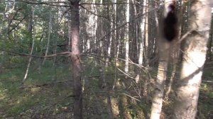 За ПОДОСИНОВИКАМИ в ЛЕС конец августа 2019