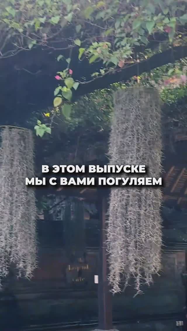 Эти растения РАСТУТ У НАС ДОМА! Обзор на Бали смотреть онлайн