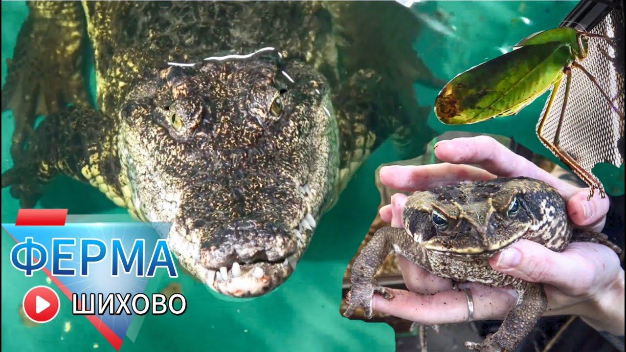 ЖИВОТНЫЕ ДЛЯ ДЕТЕЙ. ГИГАНСКИЕ ЖУКИ ПАУКИ, КРОКА ХОЧЕТ СЪЕСТЬ МОЮ ВИДЕО КАМЕРУ. ЗООФЕРМА ШИХОВО. смотреть онлайн