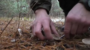 СНЕГА НАМЕЛО А Я С ДРУГОМ ПО ГРИБЫ В ЛЕС! И не зря ГРИБОВ НАБРАЛ!