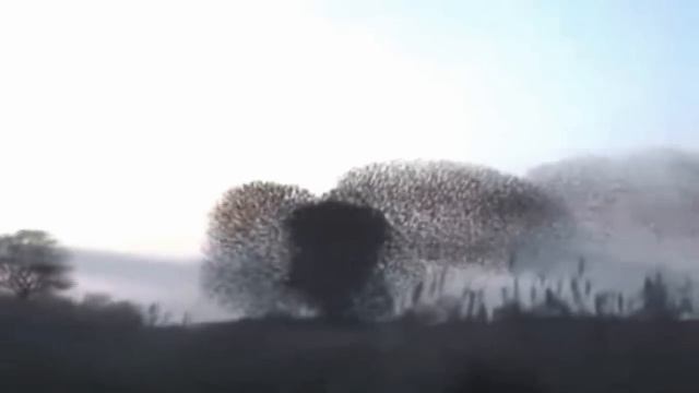 Starlings in Winter ~ Mary Oliver смотреть онлайн