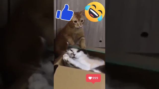 Смешные животные😂🤣😂🤣😂 смотреть онлайн