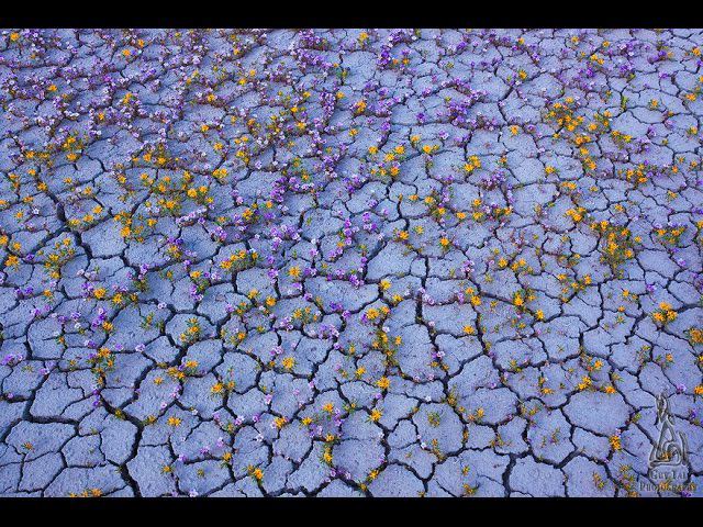 Цветущая пустыня Атакама смотреть онлайн