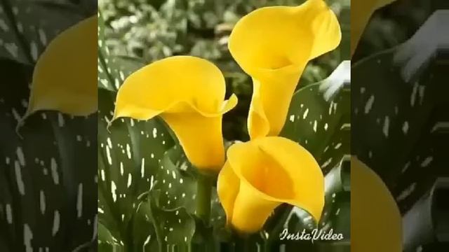 Онамни асрагин оллохим смотреть онлайн