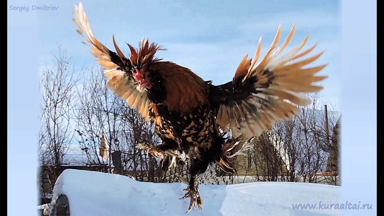 Altai bantam and Pavlovskie chickens   Павловская Золотистая и Алтайская Бентамка  Куры Январь
