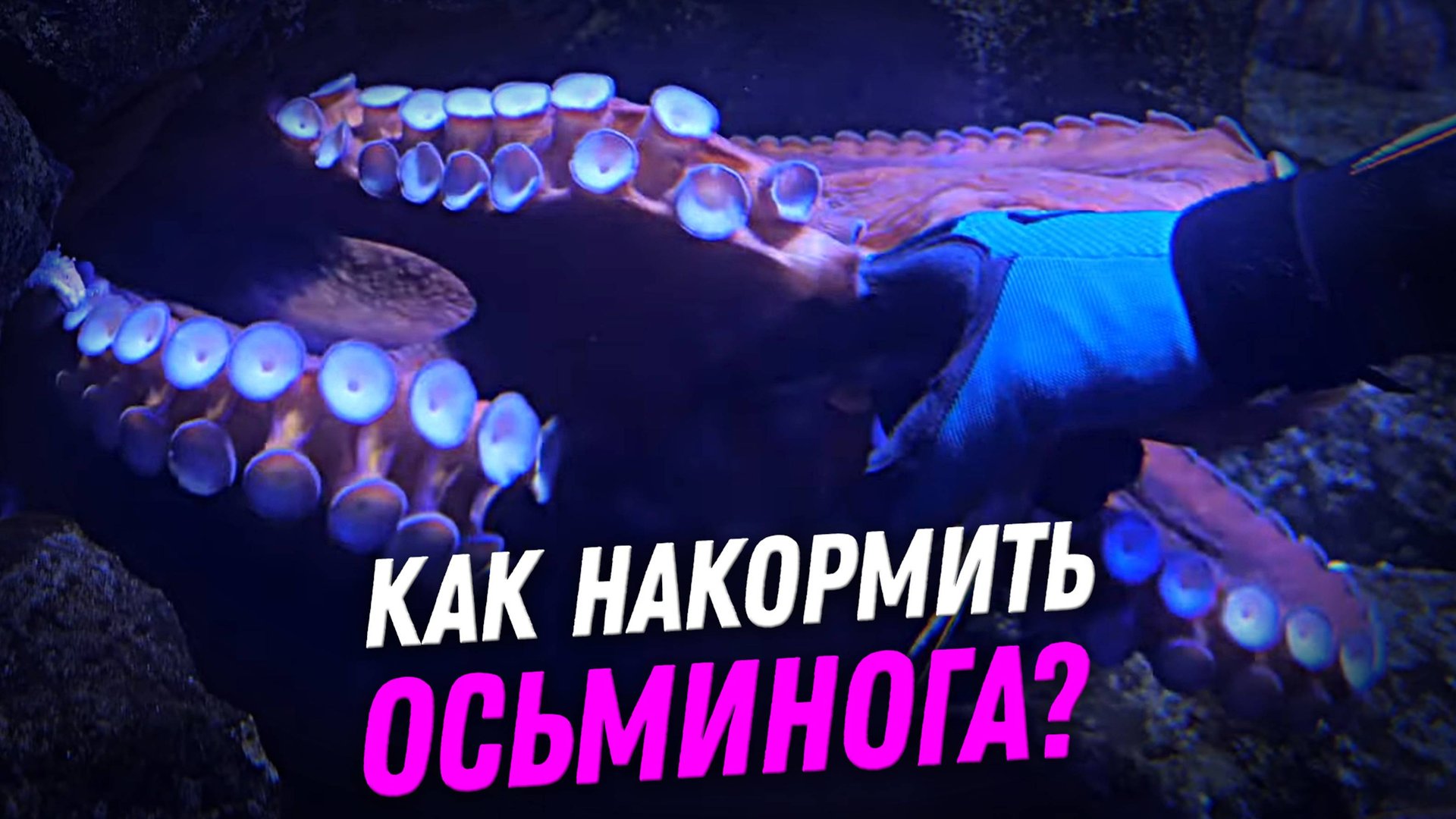 Как накормить осьминога? - Мастер-класс смотреть онлайн