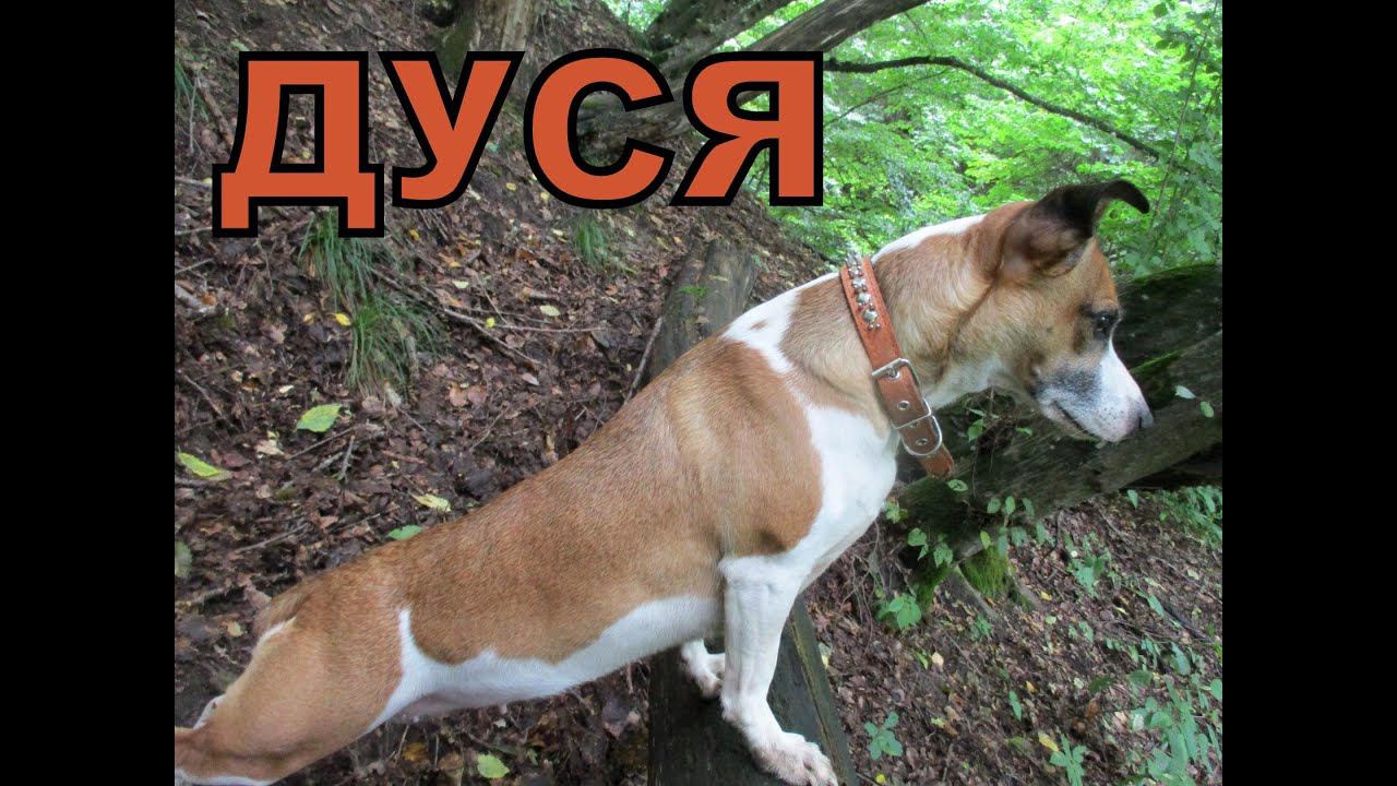 ДУСЯ смотреть онлайн