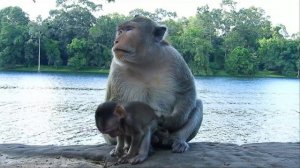 [ Real Love Of Balu ] Monkey Balu Really Love Baby Monkey Bobby