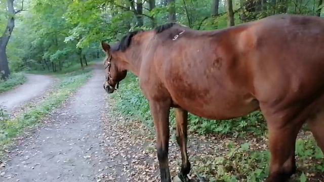 ПРОГУЛКА с ЛОШАДЬЮ смотреть онлайн