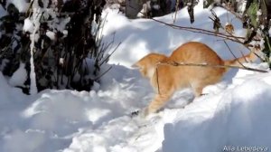 Белфут и снег  Kitten playing in the snow