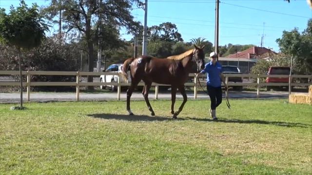 2016 Adelaide Magic Millions Lot 40 Starcraft x Zeparty Colt смотреть онлайн