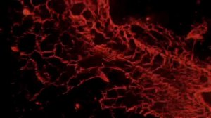 Outlandish callin u#outlandish #music