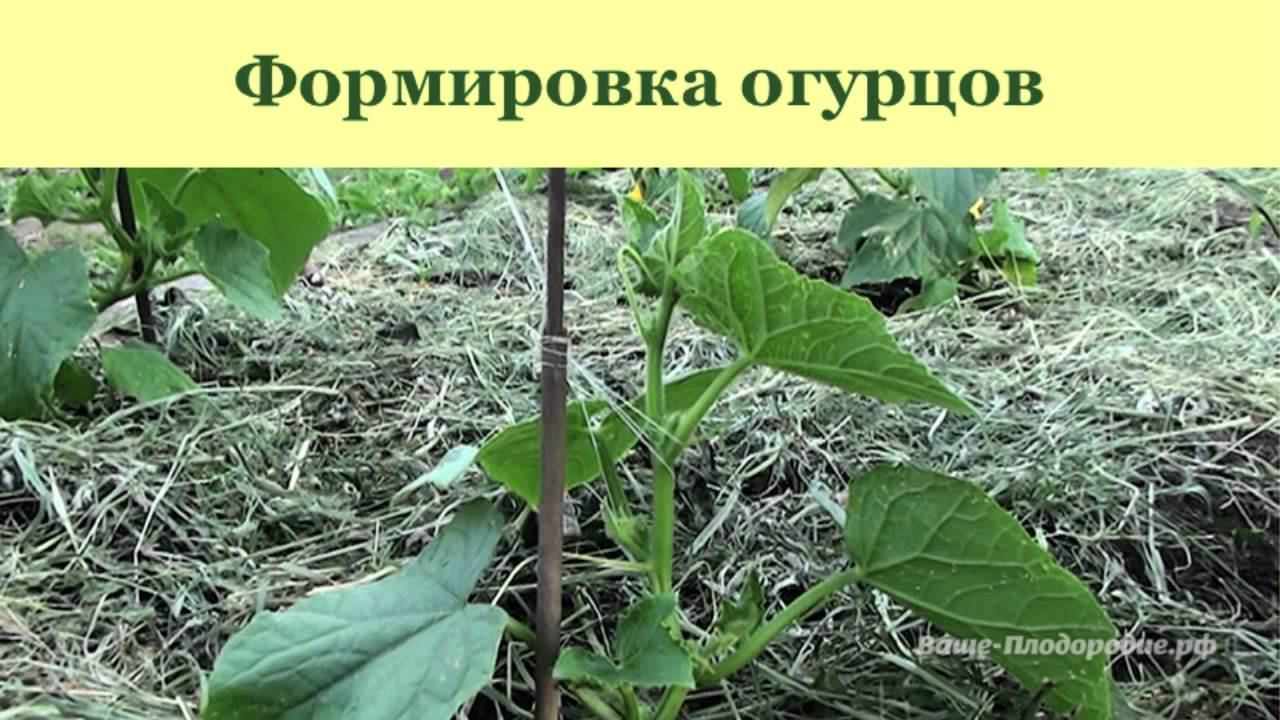 Выращивание огурцов, арбузов и дынь смотреть онлайн