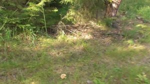 СТОЛЬКО ОПЯТ В СВОЕЙ ЖИЗНИ Я ЕЩЁ НЕ ВИДЕЛ! ЭТО ЧТО ТО!