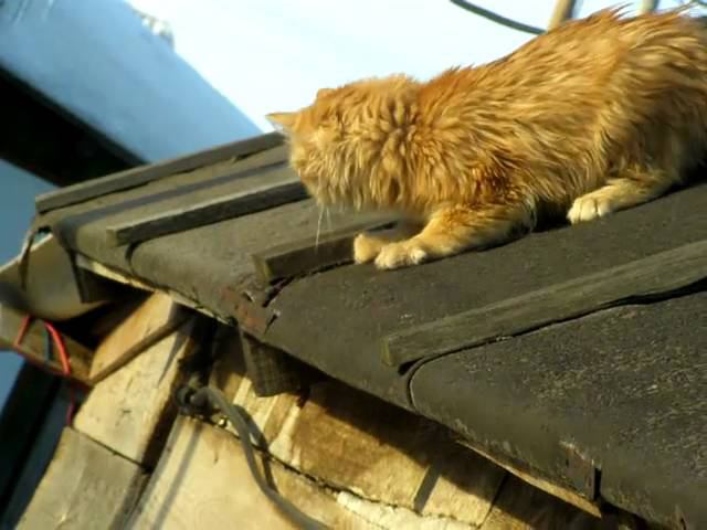 Людвиг, Аэлита и Малыш. март  кошки котята