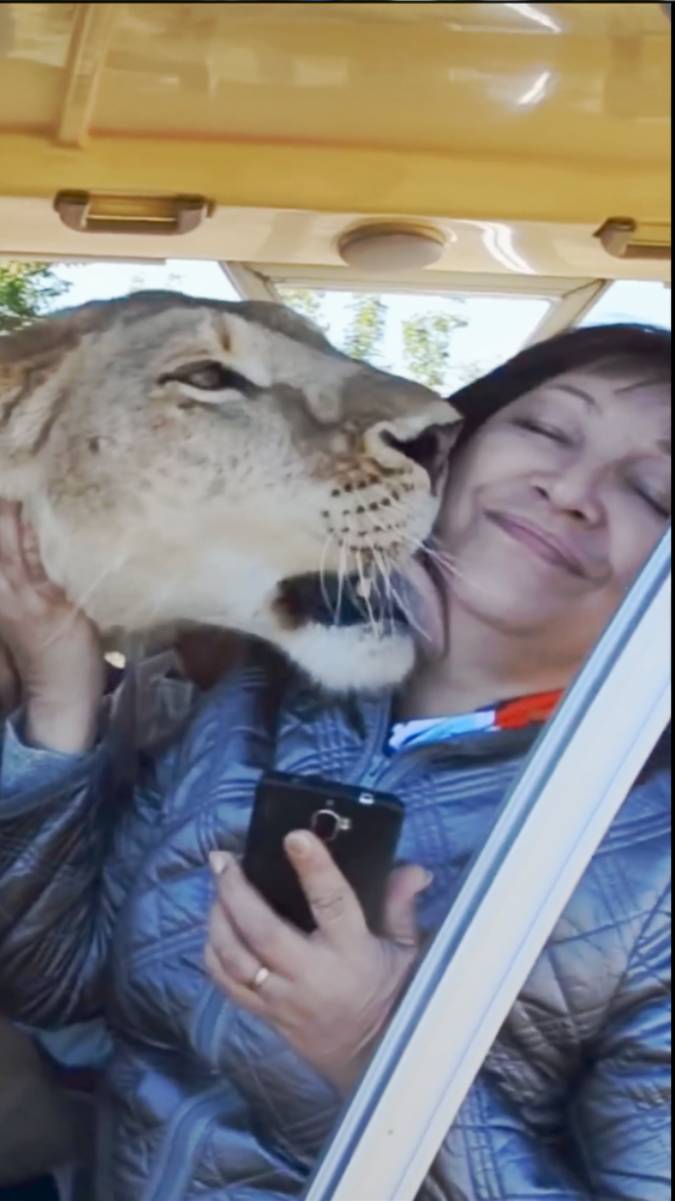 Ну что, красивые, поехали кататься! #тайган #олегзубков #lion #юмор #shortvideo смотреть онлайн