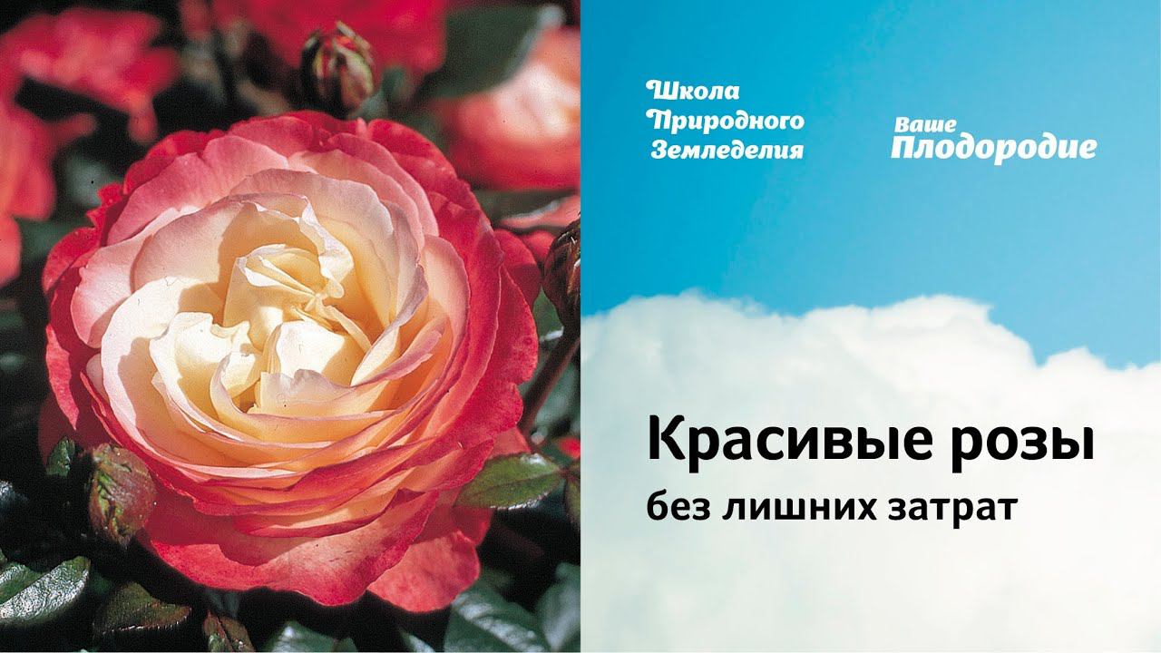 Красивые розы без лишних затрат смотреть онлайн