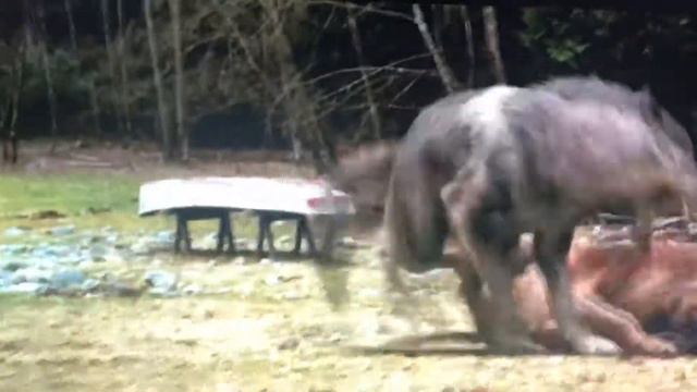 Twilight wolves / never forget you смотреть онлайн