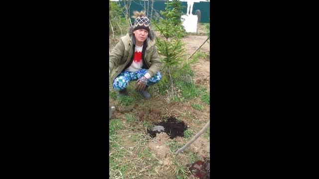Как посадить люпины. смотреть онлайн