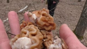 ПЕРВЫЕ ГРИБЫ АПРЕЛЬ 2024! С ЖЕНОЙ ПО ГРИБЫ В ЛЕС! С новым ножом от DAGGERR