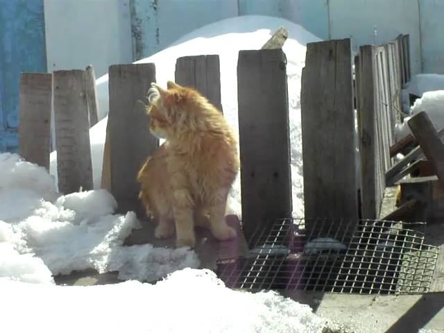 Рыжий пушистый Кот Малыш играет