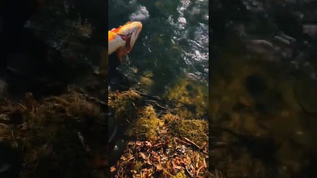 Giant palomino first day of trout last year!! #fishing #shortss #trout #stream #nature #outdoors смотреть онлайн
