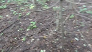 НАБРАЛИ МНОГО ГРИБОВ И ВЗЯЛИ С СОБОЙ МЕТАЛЛОИСКАТЕЛЬ. СМОТРИ ЧТО НАШЛИ!