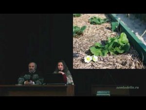 Выращивание земляники