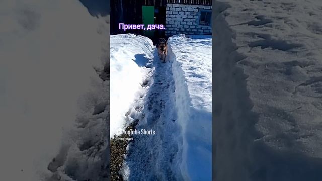 Приехал на дачу. смотреть онлайн