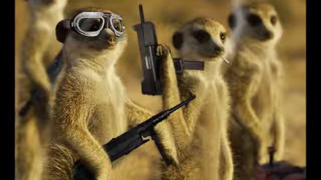 swedish house mafia remix (meerkat) смотреть онлайн