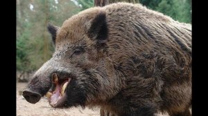 ПЕРВЫЙ СЕКАЧ