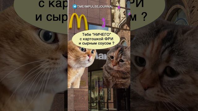 Булочка с кунжутом #мыкотики #вмем #разговор #анекдот #шутки #кот #юмор #смешное #прикольно #мемы смотреть онлайн