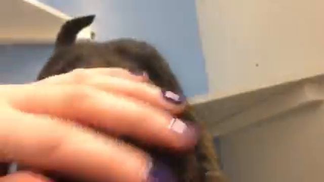 Daisy and Ollie Update! смотреть онлайн
