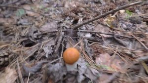 СХОДИЛИ ПО ГРИБЫ в ЛЕС! ЗМЕИ ПОД НОГАМИ ШИПЯТ! Красивые грибы!