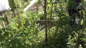 ДЕЛА ОГОРОДНЫЕ! ВОДКА В ПОМОЩЬ!