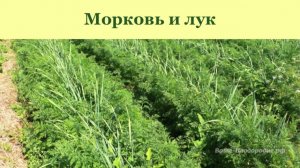 Выращивание моркови, лука, чеснока, сельдерея